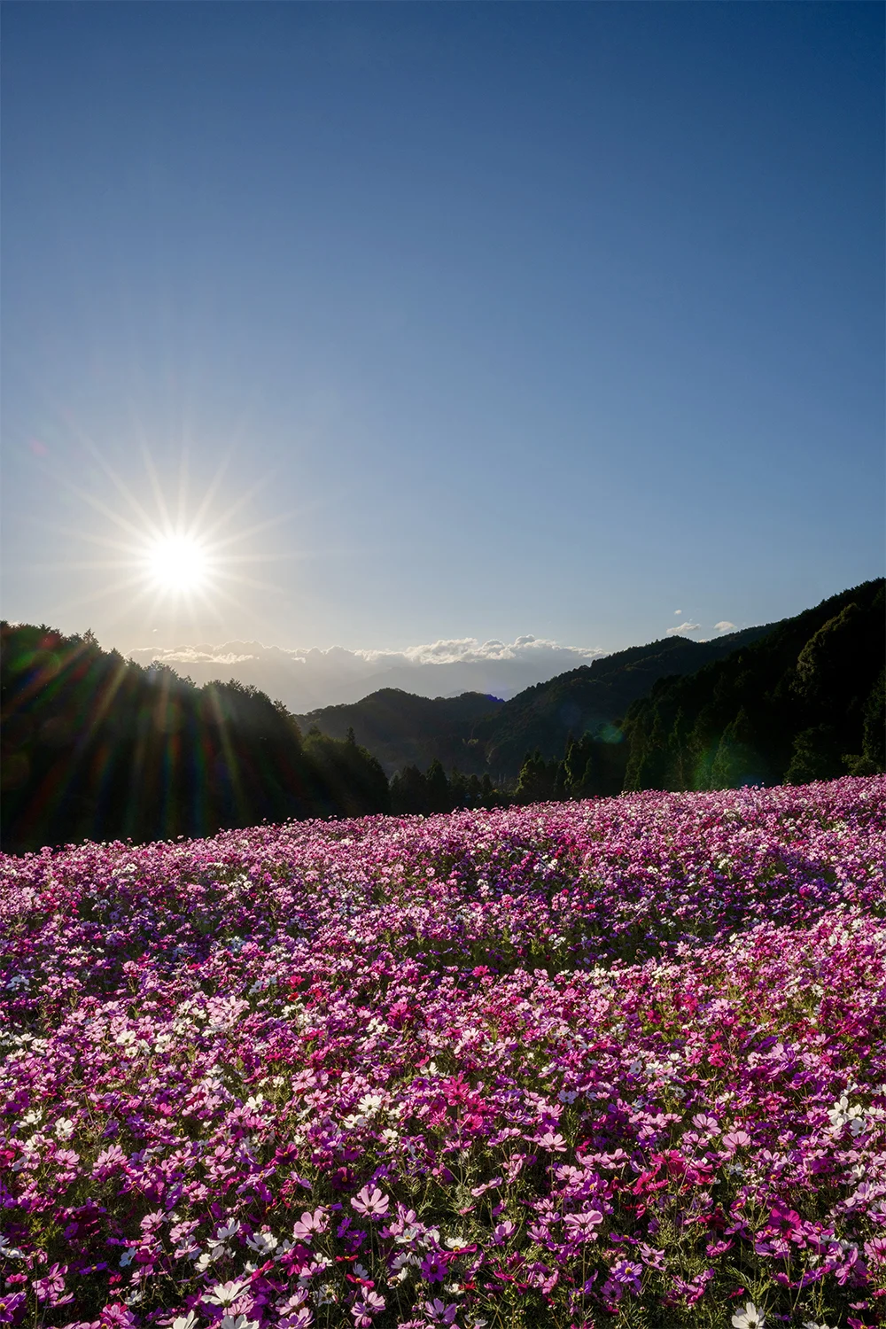 @champerson4 天川秋桜の朝(西条市)