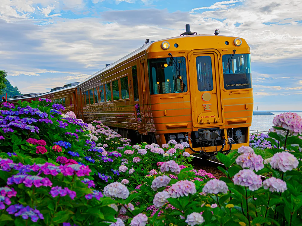 @kazu.fuku.11 伊予灘ものがたり、紫陽花ロードを駆ける