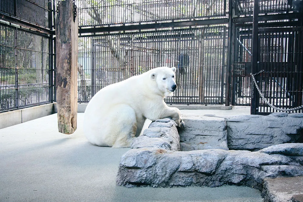 ホッキョクグマのピース